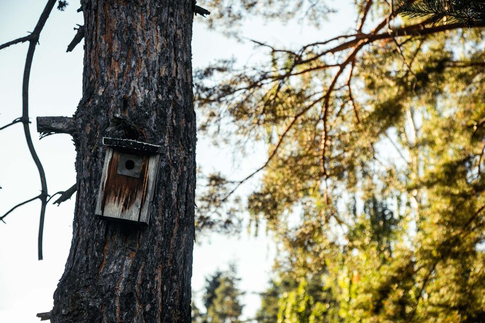 Ein Vogelhaus an einem Baumstamm in einem Wald. Im Hintergrund sind grüne Blätter und Sonnenlicht zu sehen. | © TV Südsteiermark_Lupi Spuma