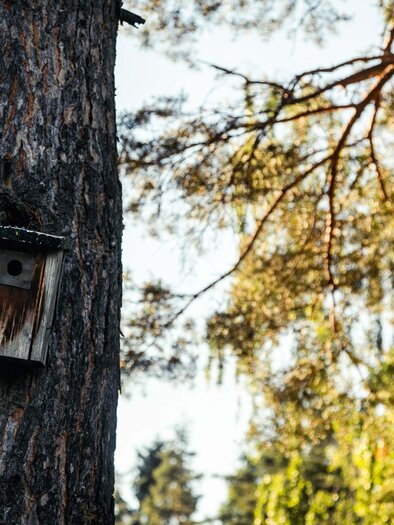 Ein Vogelhaus an einem Baumstamm in einem Wald. Im Hintergrund sind grüne Blätter und Sonnenlicht zu sehen. | © TV Südsteiermark_Lupi Spuma