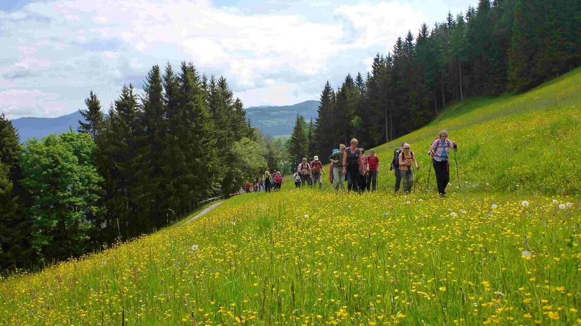 Eine Gruppe von Wanderern geht über ein blühendes Feld mit saftigem Gras und bunten Blumen. Im Hintergrund erhebt sich ein Wald unter einem klaren Himmel. | © Naturpark Zirbitzkogel-Grebenzen