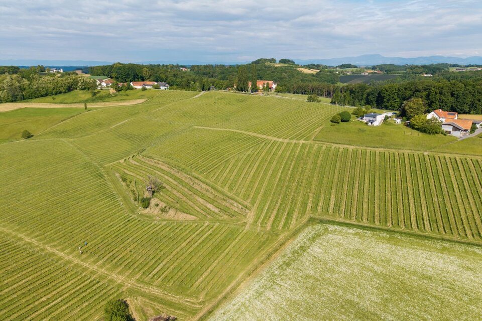 Die beeindruckende Luftaufnahme auf den Herrenhof in Pöllau bei Gleisdorf zeigt eine sanfte Hügellandschaft mit weitläufigen, gepflegten Weingärten im Thermen- & Vulkanland Steiermark. Die harmonisch angelegten Rebzeilen ziehen sich über die grünen Hügel und werden von Wiesen, Wäldern und vereinzelten Häusern umrahmt. Im Hintergrund erstreckt sich eine malerische Landschaft bis zu den fernen Bergen unter einem leicht bewölkten Himmel. | © Alexander Mayer