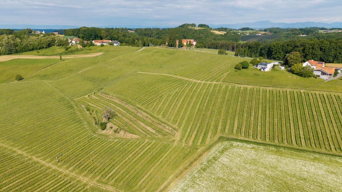 Die beeindruckende Luftaufnahme auf den Herrenhof in Pöllau bei Gleisdorf zeigt eine sanfte Hügellandschaft mit weitläufigen, gepflegten Weingärten im Thermen- & Vulkanland Steiermark. Die harmonisch angelegten Rebzeilen ziehen sich über die grünen Hügel und werden von Wiesen, Wäldern und vereinzelten Häusern umrahmt. Im Hintergrund erstreckt sich eine malerische Landschaft bis zu den fernen Bergen unter einem leicht bewölkten Himmel. | © Alexander Mayer