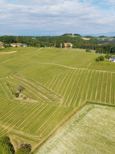 The impressive aerial photograph of Herrenhof in Pöllau near Gleisdorf shows a gentle hilly landscape with extensive, well-maintained vineyards in the thermal & volcanic region of Styria. The harmoniously arranged rows of vines stretch over the green hills and are framed by meadows, forests, and scattered houses. In the background, a picturesque landscape extends to the distant mountains under a slightly cloudy sky. | © Alexander Mayer