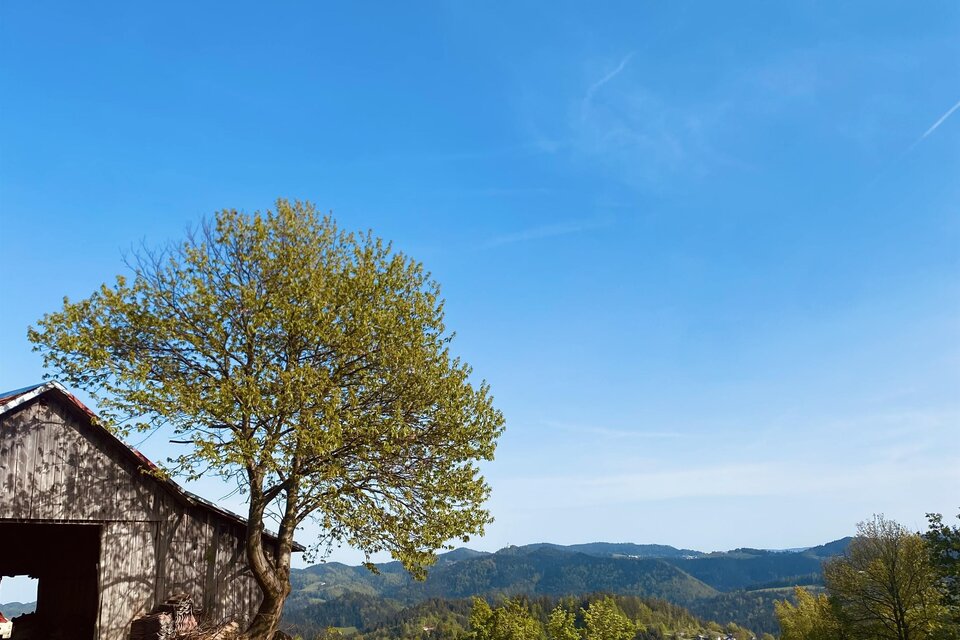 Eine alte Scheune steht unter einem großen Baum auf einer Wiese. Im Hintergrund sind sanfte Hügel und ein blauer Himmel zu sehen. | © TVB Südsteiermark_Bruntschko
