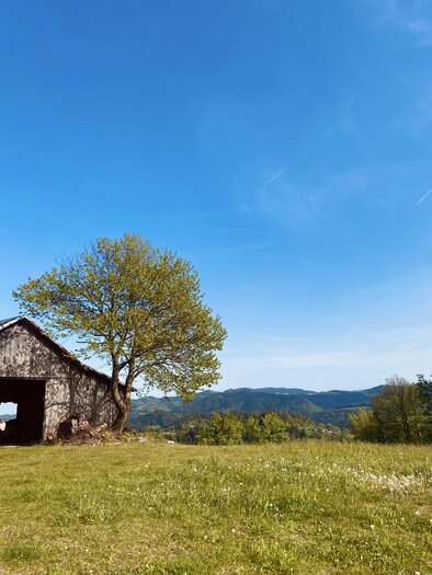Eine alte Scheune steht unter einem großen Baum auf einer Wiese. Im Hintergrund sind sanfte Hügel und ein blauer Himmel zu sehen. | © TVB Südsteiermark_Bruntschko