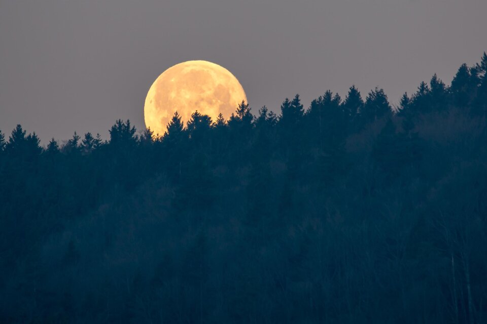 Ein großer, heller Vollmond steigt hinter einem dunklen Wald auf. Der Himmel ist in sanften Farben gefärbt und verleiht der Szene eine ruhige Atmosphäre. | © AdobeStock_493573341