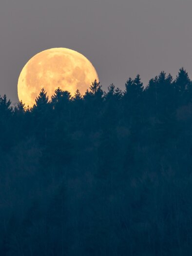 Ein großer, heller Vollmond steigt hinter einem dunklen Wald auf. Der Himmel ist in sanften Farben gefärbt und verleiht der Szene eine ruhige Atmosphäre. | © AdobeStock_493573341
