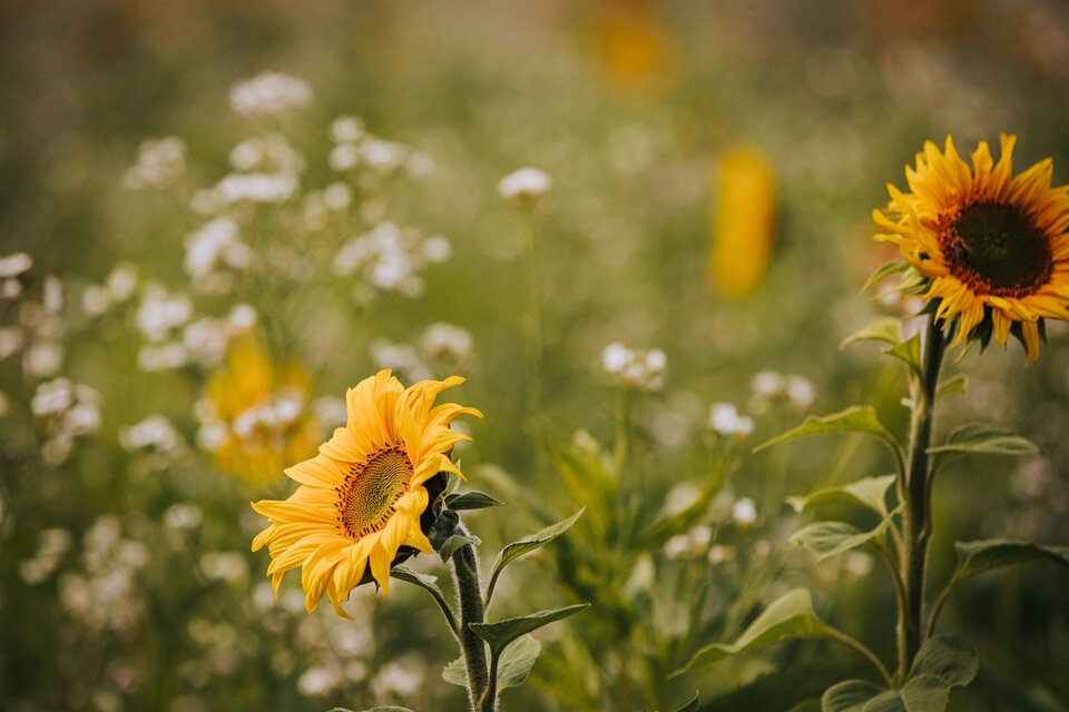 Zwei Sonnenblumen in einem blühenden Feld. Im Hintergrund sind grüne Pflanzen und weiße Blumen zu sehen. | © Lupi Spuma