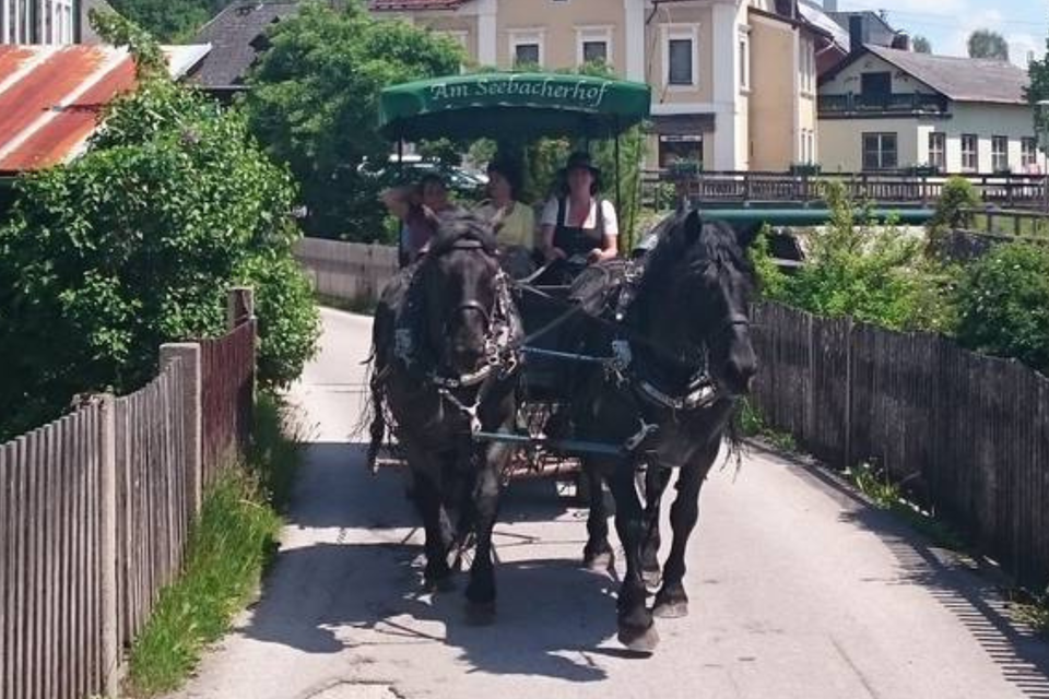 Zwei Noriker-Pferde vom Seebacherhof ziehen einen Kutschenwagen. | © Am Seebacherhof