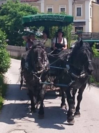 Pferdekutschenfahrt, Am Seebacherhof | © Am Seebacherhof | Am Seebacherhof | © Am Seebacherhof