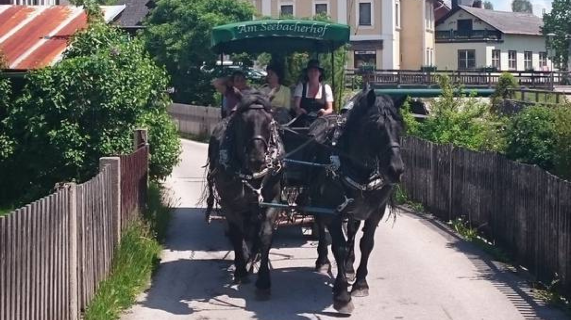 Zwei Noriker-Pferde vom Seebacherhof ziehen einen Kutschenwagen. | © Am Seebacherhof