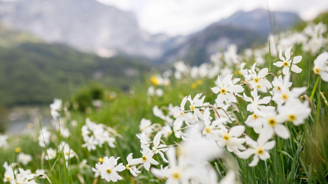 Eine Wiese voller duftender und herrlich blühenden Narzissen. | © Narzissenfest/Martin Huber