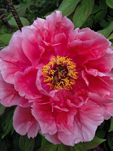 Eine große, pinkfarbene Pfingstrose blüht prächtig in einem Garten. Ihre Blütenblätter sind üppig und umgeben von grünen Blättern. | © Sulamith Garten