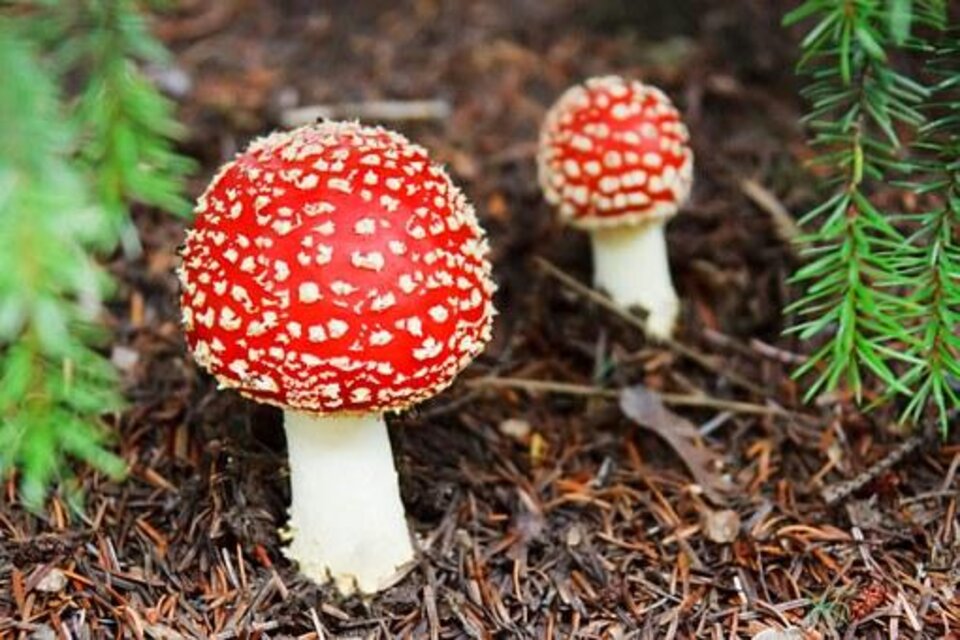 Zwei rote Fliegenpilze stehen in einem Wald. Ihre weißen Punkte und der auffällige Hut machen sie gut sichtbar.