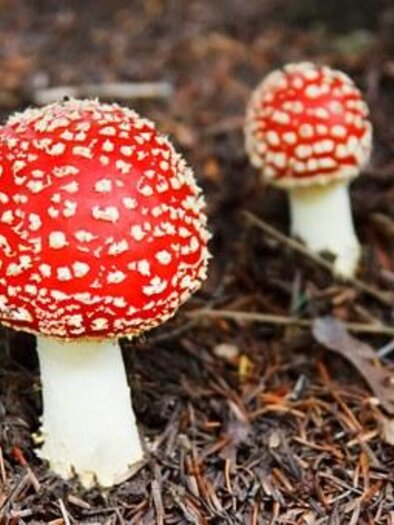 Zwei rote Fliegenpilze stehen in einem Wald. Ihre weißen Punkte und der auffällige Hut machen sie gut sichtbar.