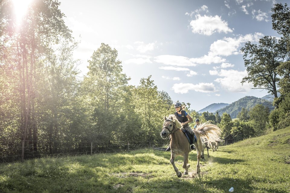 Ein Reiter auf einem Pferd galoppiert durch eine grüne Wiese. Im Hintergrund sind Bäume und sanfte Hügel unter einem klaren Himmel zu sehen.