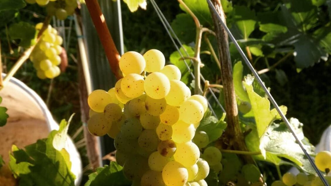 Eine Traube mit hellgrünen Beeren wächst an einem Weinrebenstock. Die Pflanzen sind gut beleuchtet und umgeben von grünem Blattwerk. | © Garber Weingut