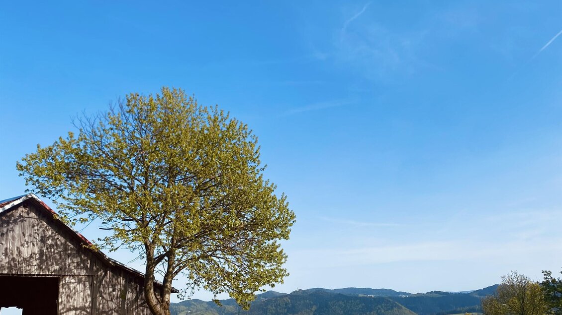 Ein ruhiger Bauernhof mit einem alten Holzschuppen und einem großen Baum. Der Himmel ist klar und blau, und die Hügel im Hintergrund sind grün.