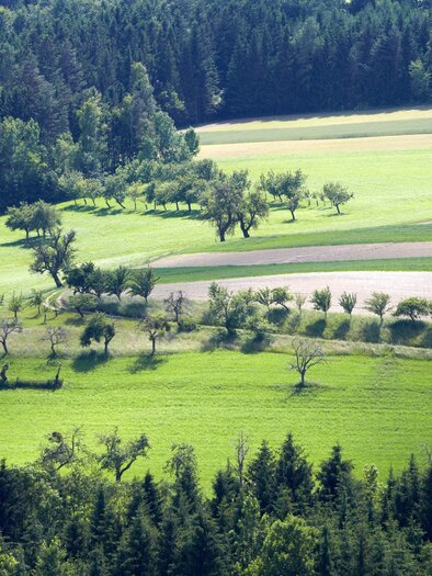 Eine grüne Landschaft mit sanften Hügeln und Bäumen. Im Hintergrund sind Felder und ein Bauernhaus zu sehen. | © Klima- und Energiefonds Ringhofer