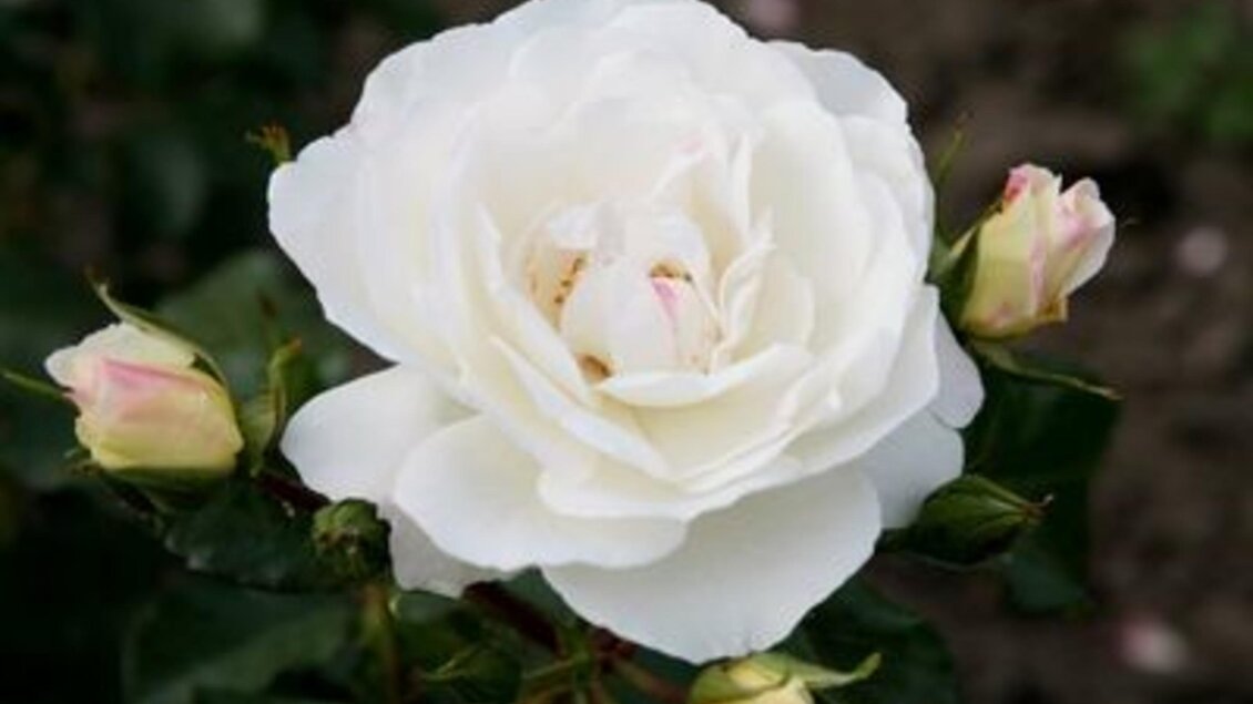 Eine weiße Rose in voller Blüte umgeben von rosa Knospen. Die Blütenblätter sind weich und zart. | © TV Südsteiermark