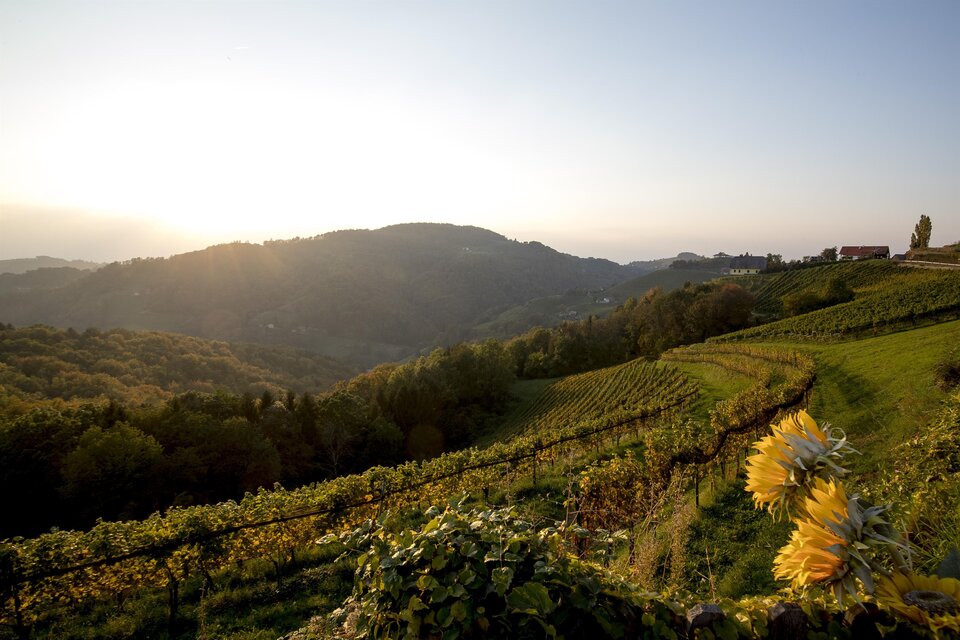 Eine malerische Landschaft mit Weinbergen und sanften Hügeln. Die Sonne geht hinter den Bergen unter und taucht die Szene in warmes Licht. | © Tom Lamm