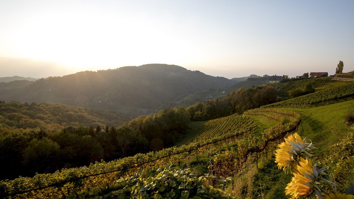 Eine malerische Landschaft mit Weinbergen und sanften Hügeln. Die Sonne geht hinter den Bergen unter und taucht die Szene in warmes Licht. | © Tom Lamm