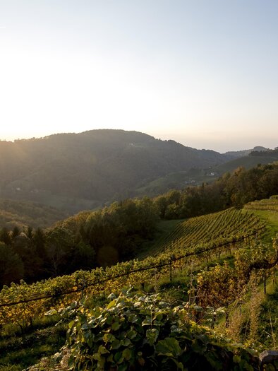 A picturesque landscape with vineyards and gentle hills. The sun sets behind the mountains, bathing the scene in warm light. | © Tom Lamm