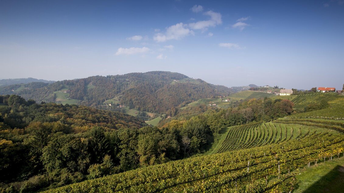 Eine malerische Weinlandschaft mit sanften Hügeln und Reihen von Weinreben. Der Himmel ist klar und die Natur ist grün und einladend. | © Tom Lamm