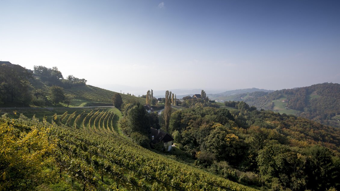 Eine malerische Weinberglandschaft mit sanften Hügeln und üppigen grünen Reben. Im Hintergrund sind Wälder und eine klare, blaue Himmel zu sehen. | © Tom Lamm