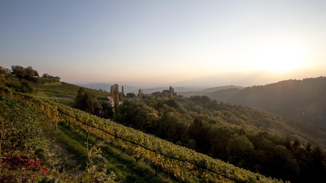 Eine malerische Landschaft mit Weinbergen und sanften Hügeln. Im Hintergrund sind Ruinen zu sehen, die in das sanfte Licht der Abenddämmerung gehüllt sind. | © Tom Lamm