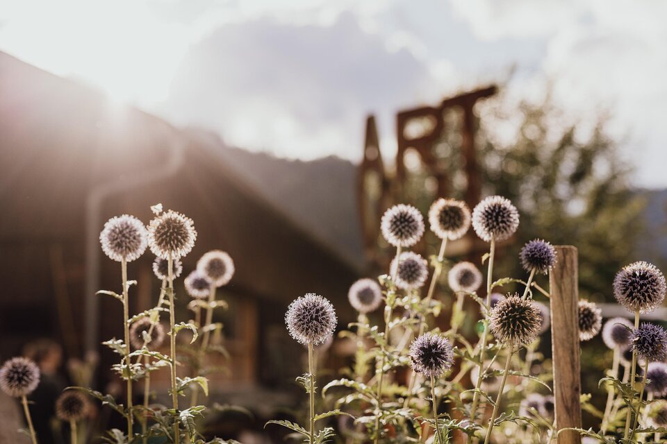 Ein sonniger Garten mit lila Blütenständen und grünen Stängeln. Im Hintergrund ist ein Zeichen mit der Aufschrift "ART" sichtbar. | © nicoleseiser.at