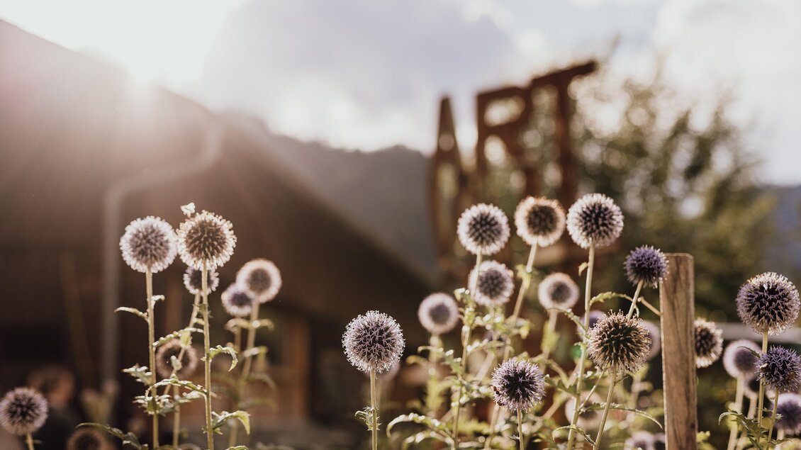 Ein sonniger Garten mit lila Blütenständen und grünen Stängeln. Im Hintergrund ist ein Zeichen mit der Aufschrift "ART" sichtbar. | © nicoleseiser.at