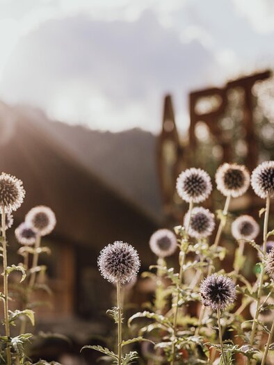 Ein sonniger Garten mit lila Blütenständen und grünen Stängeln. Im Hintergrund ist ein Zeichen mit der Aufschrift "ART" sichtbar. | © nicoleseiser.at