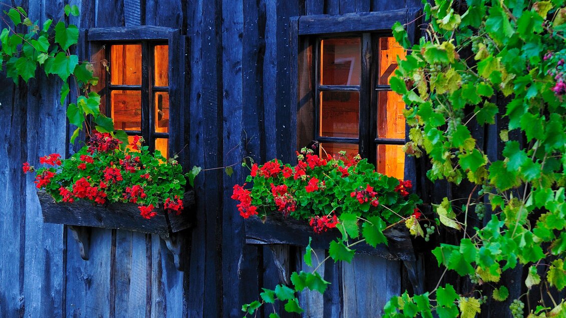 Zwei Fenster mit blühenden roten Geranien an einem alten Holzhaus. Die Fenster strahlen warmes Licht aus und sind von grünen Ranken umgeben. | © SPhotography