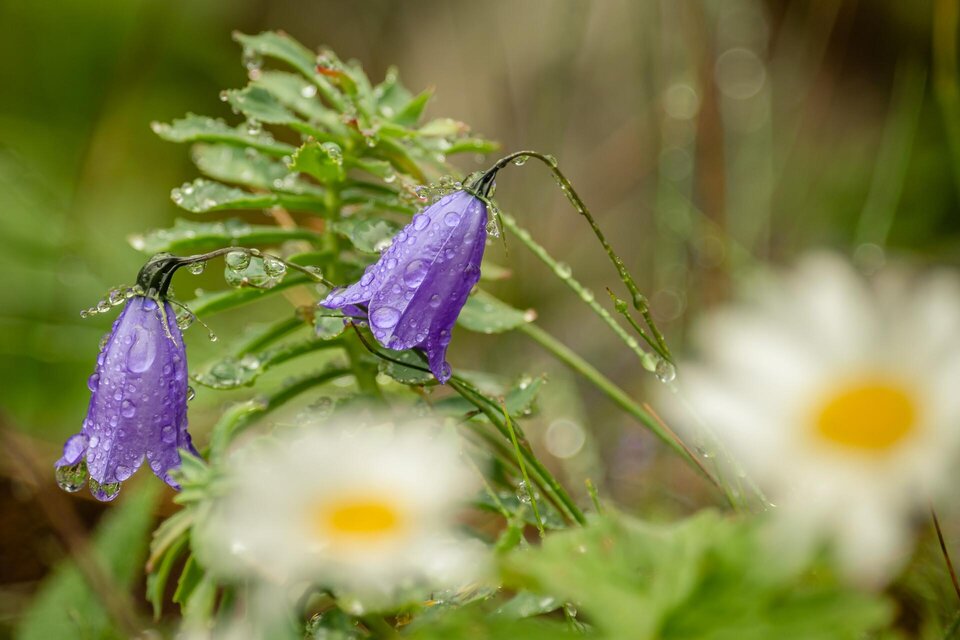 Regen I Gesäuse I Steiermark | © TV Gesäuse