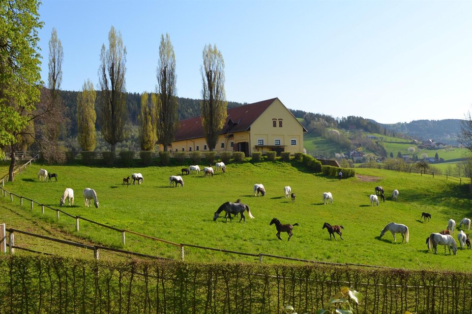 Eine grüne Wiese mit vielen Pferden, die ruhig grasen. Im Hintergrund steht ein großes Haus und Bäume säumen die Landschaft. | © SHS