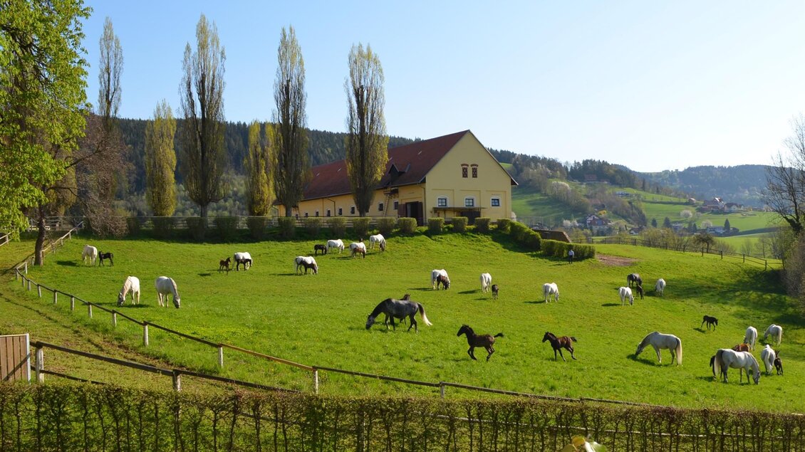 Eine grüne Wiese mit vielen Pferden, die ruhig grasen. Im Hintergrund steht ein großes Haus und Bäume säumen die Landschaft. | © SHS