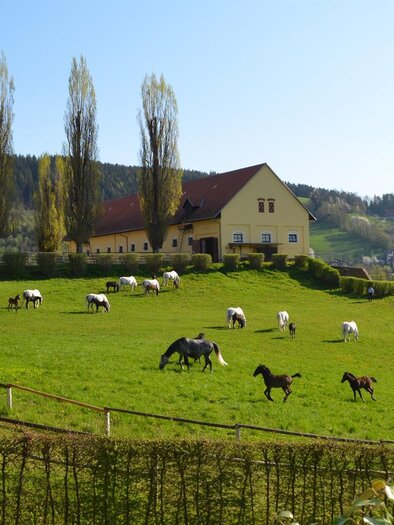 Eine grüne Wiese mit vielen Pferden, die ruhig grasen. Im Hintergrund steht ein großes Haus und Bäume säumen die Landschaft. | © SHS