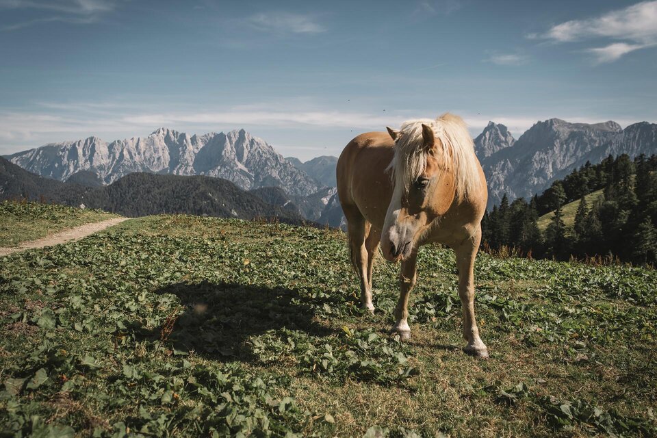 Grabneralm I Gesäuse I Steiermark | © Stefan Leitner