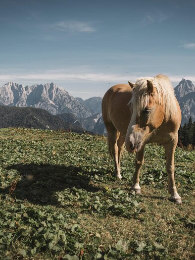 Grabneralm I Gesäuse I Steiermark | © Stefan Leitner