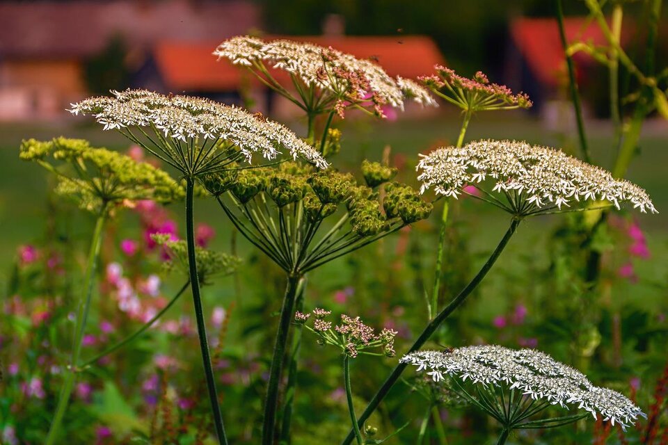 Ein buntes Feld mit verschiedenen Blumen und Doldenblüten. Im Hintergrund sind Häuser mit roten Dächern zu sehen. | © pixabay