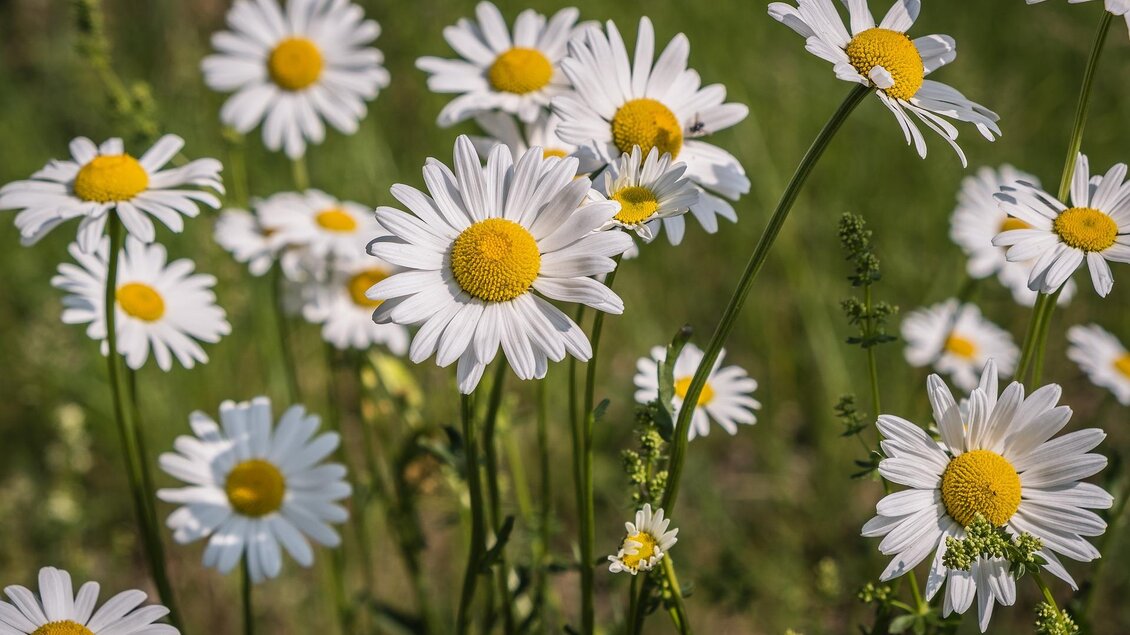 Ein Feld mit vielen bunten Kamilleblüten. Die Blumen haben weiße Blütenblätter und leuchtend gelbe Mitte. | © Pixabay Couleur