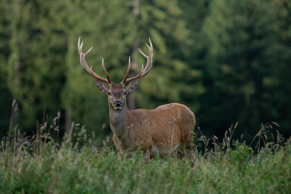 Ein majestätischer Hirsch mit großen Geweihen steht in einer grünen Wiese. Im Hintergrund sind hohe Bäume zu sehen. | © Tintimax-Photography