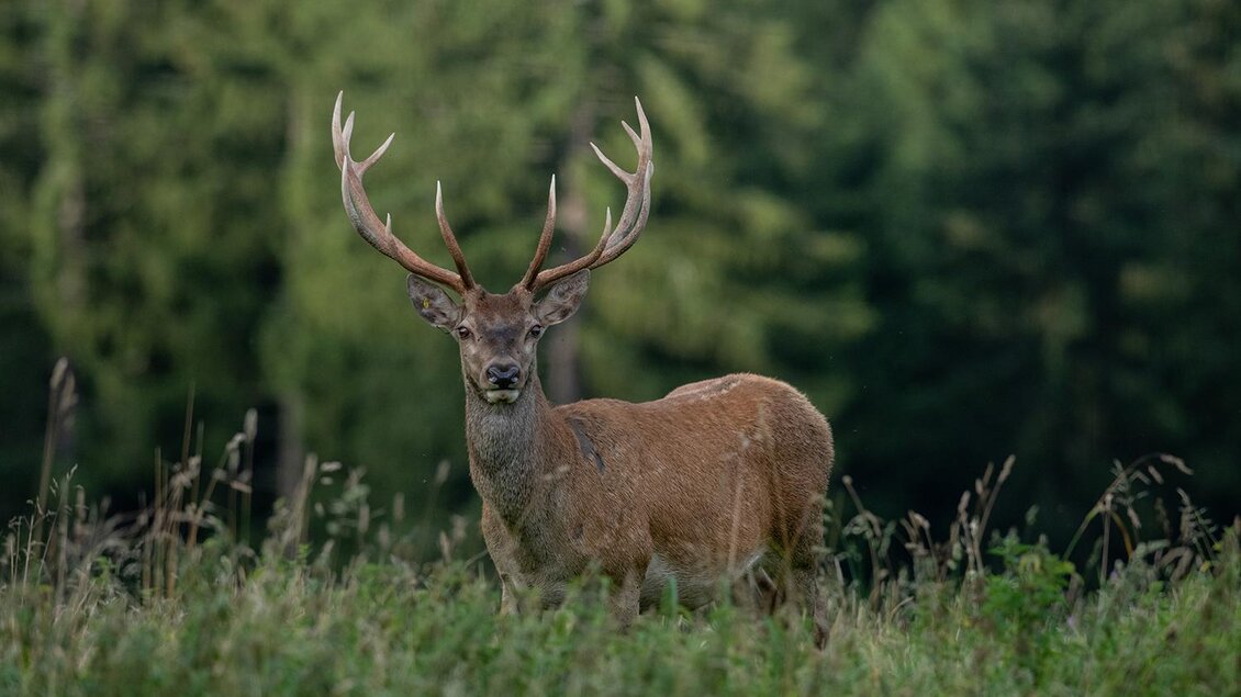 Ein majestätischer Hirsch mit großen Geweihen steht in einer grünen Wiese. Im Hintergrund sind hohe Bäume zu sehen. | © Tintimax-Photography