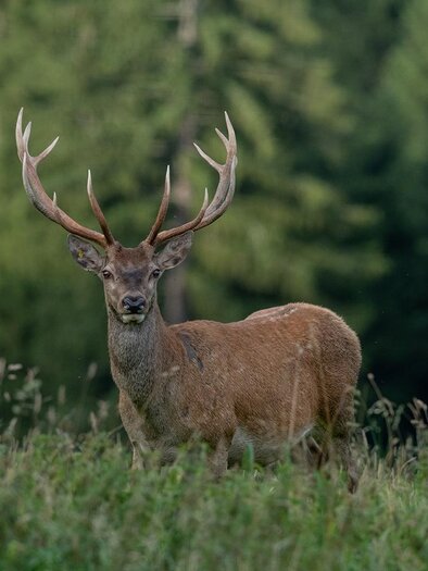A majestic stag with large antlers stands in a green meadow. In the background, tall trees can be seen. | © Tintimax-Photography