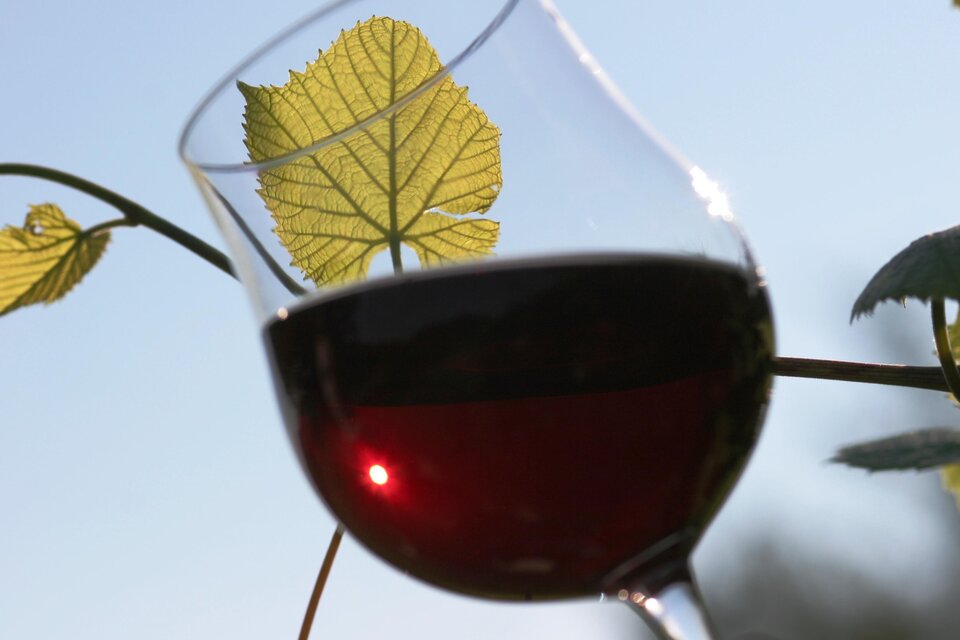 Ein Glas Rotwein steht vor einem Weinblatt und strahlt in der Sonne. Im Hintergrund ist der klare Himmel zu sehen. | © Vladi Slodnjak