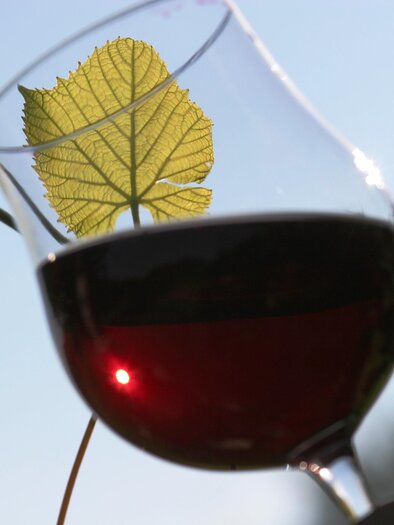Ein Glas Rotwein steht vor einem Weinblatt und strahlt in der Sonne. Im Hintergrund ist der klare Himmel zu sehen. | © Vladi Slodnjak