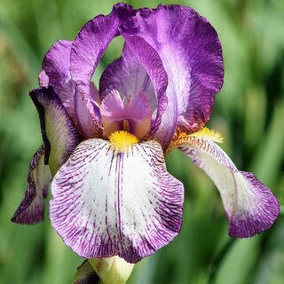 Iris Blüte | © Pixabay