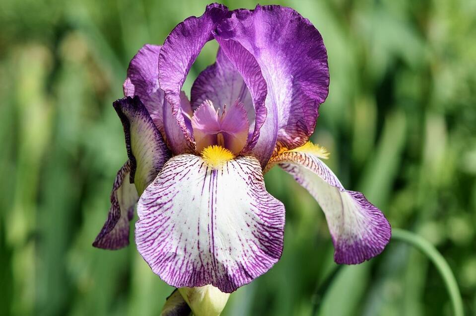 Iris Blüte | © Pixabay