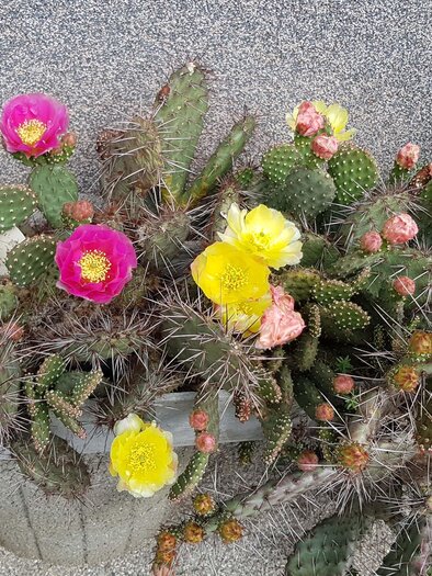 Blühende Opuntia (Kakteen) mit rosa und gelben Blüten bei den Kakteentagen in Gratwein-Straßengel. | © GÖK