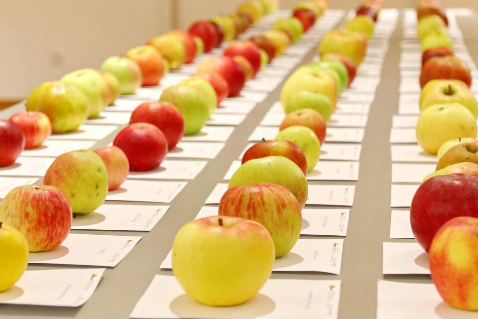 Eine Vielzahl von Äpfeln in verschiedenen Farben und Sorten ist auf einem Tisch angeordnet. Jeder Apfel liegt auf einem kleinen Informationsblatt. | © Oikos Alois Wilfling